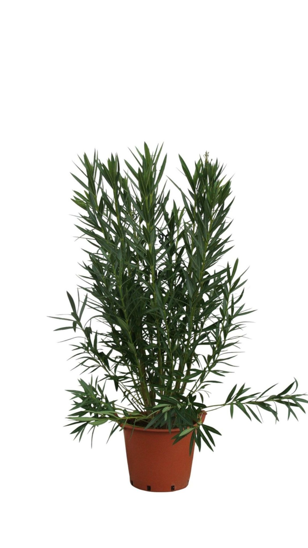 Laurier rose 'magaly' - pot 30 l - h 160 cm