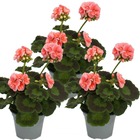 Géraniums debout - pelargonium zonale - pot 12cm - set de 3 plantes - rose