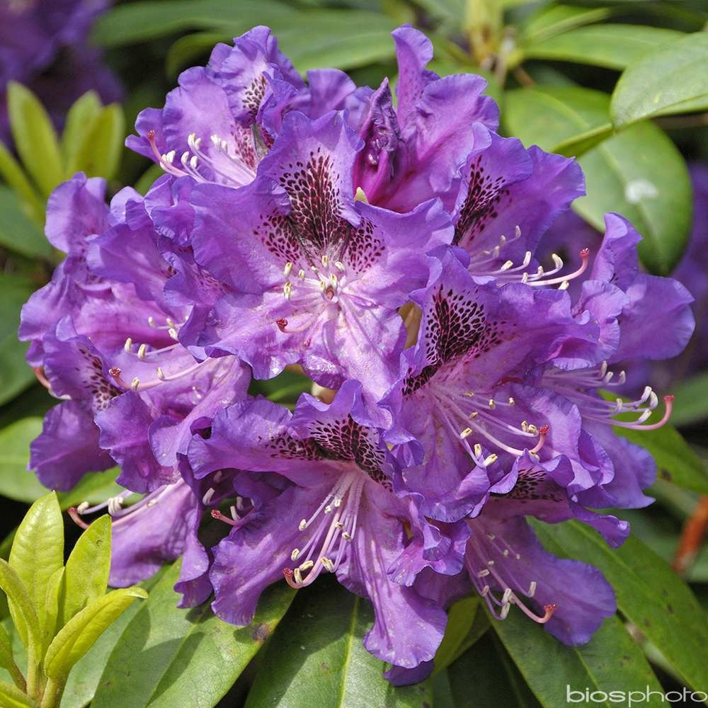 Rhododendron x 'blue boy':pot 25l