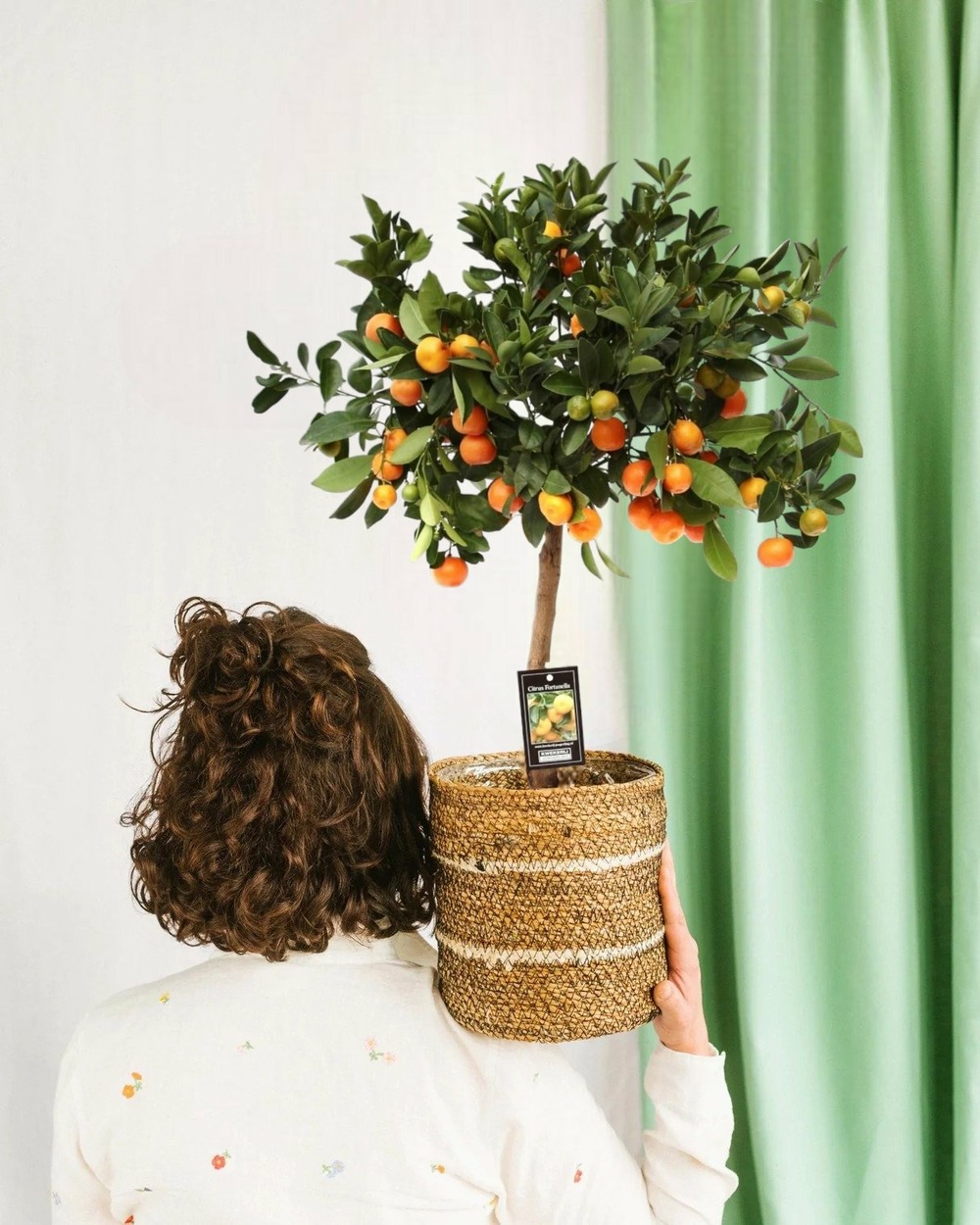 Citrus calamondin
