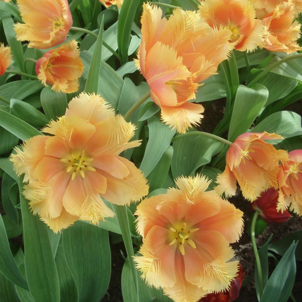 Tulipe dentelles 'lambada' bulbe calibre 11+ (par 10)