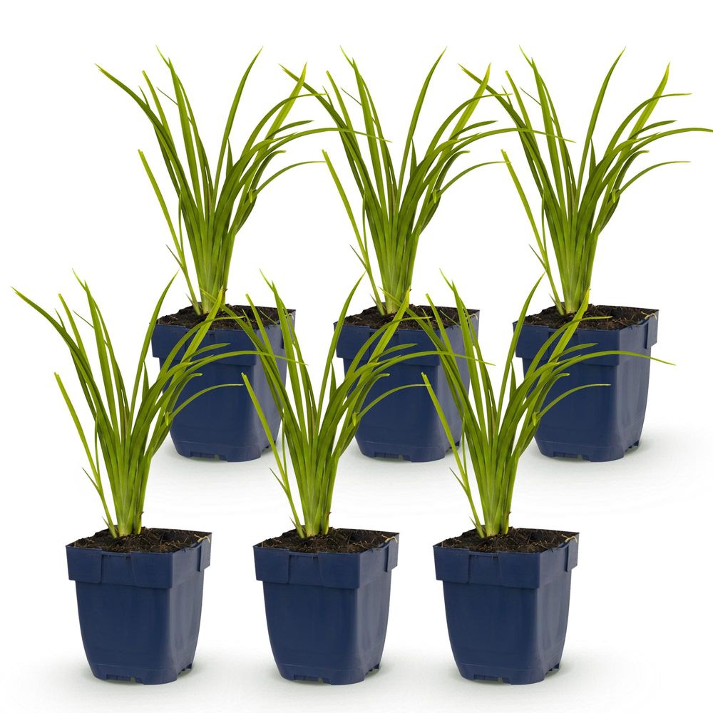 Hémérocalle 'autumn red' - lot de 6 - pot 11 cm - hauteur 25 cm - plante d'extérieur
