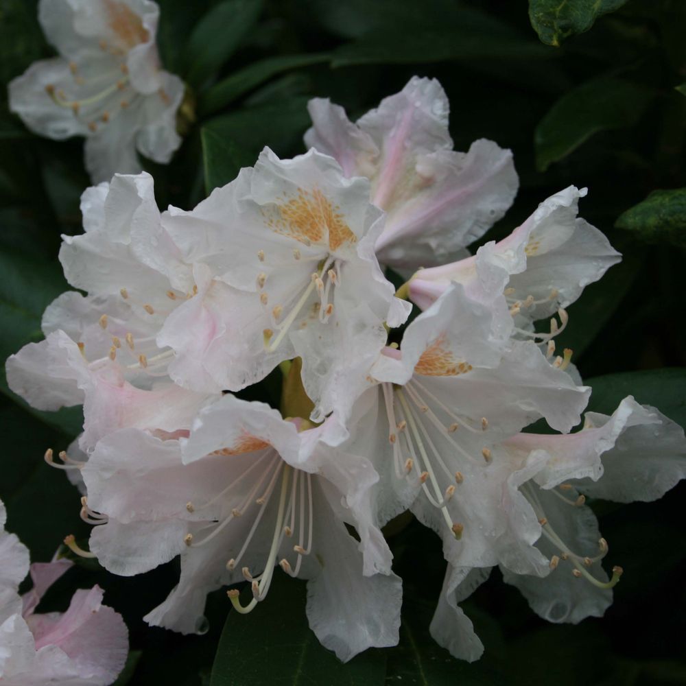 Rhododendron 'cunningham's white' pot de 12 cm / 13 cm