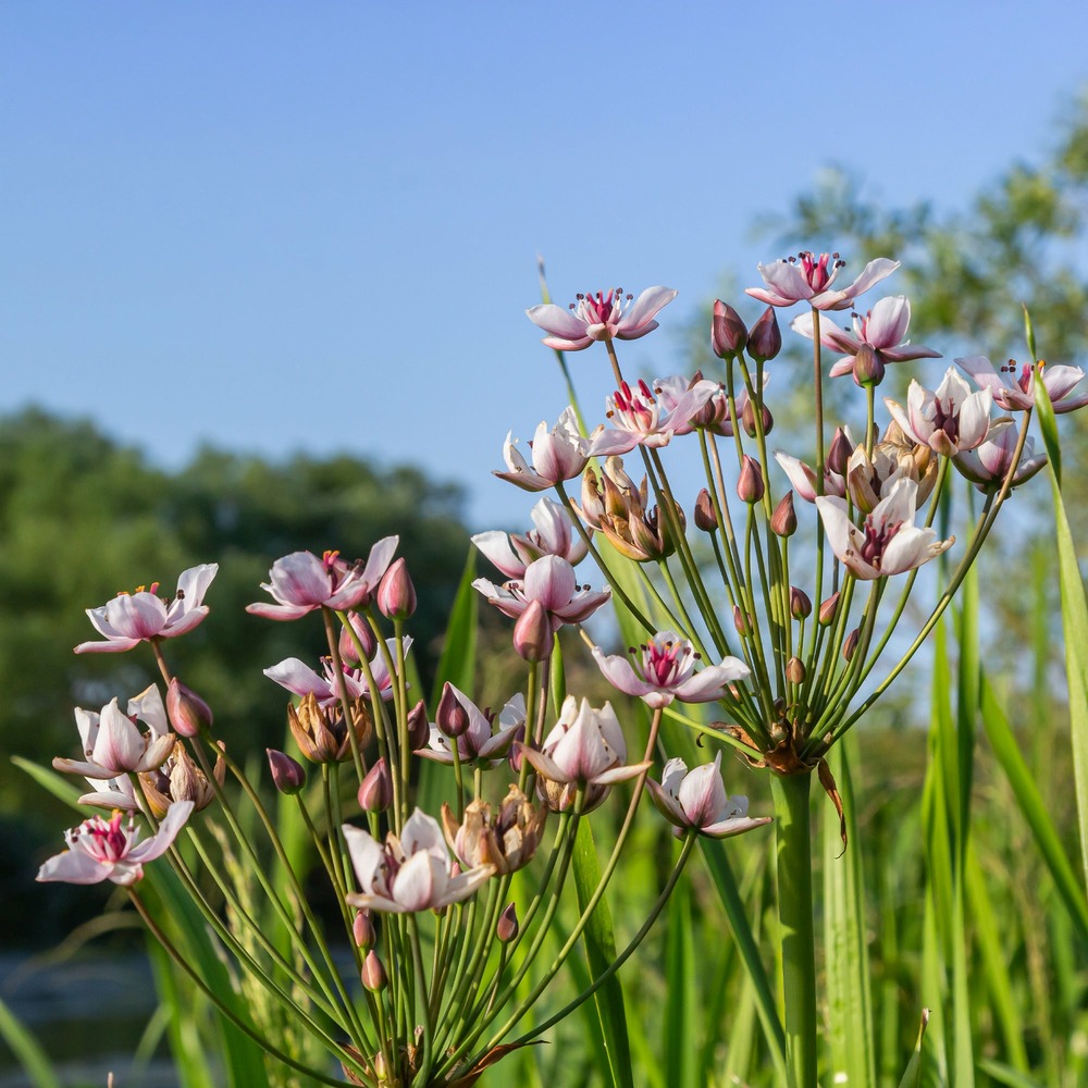 Jonc fleuri butome en ombelle - le pot / ø 9cm