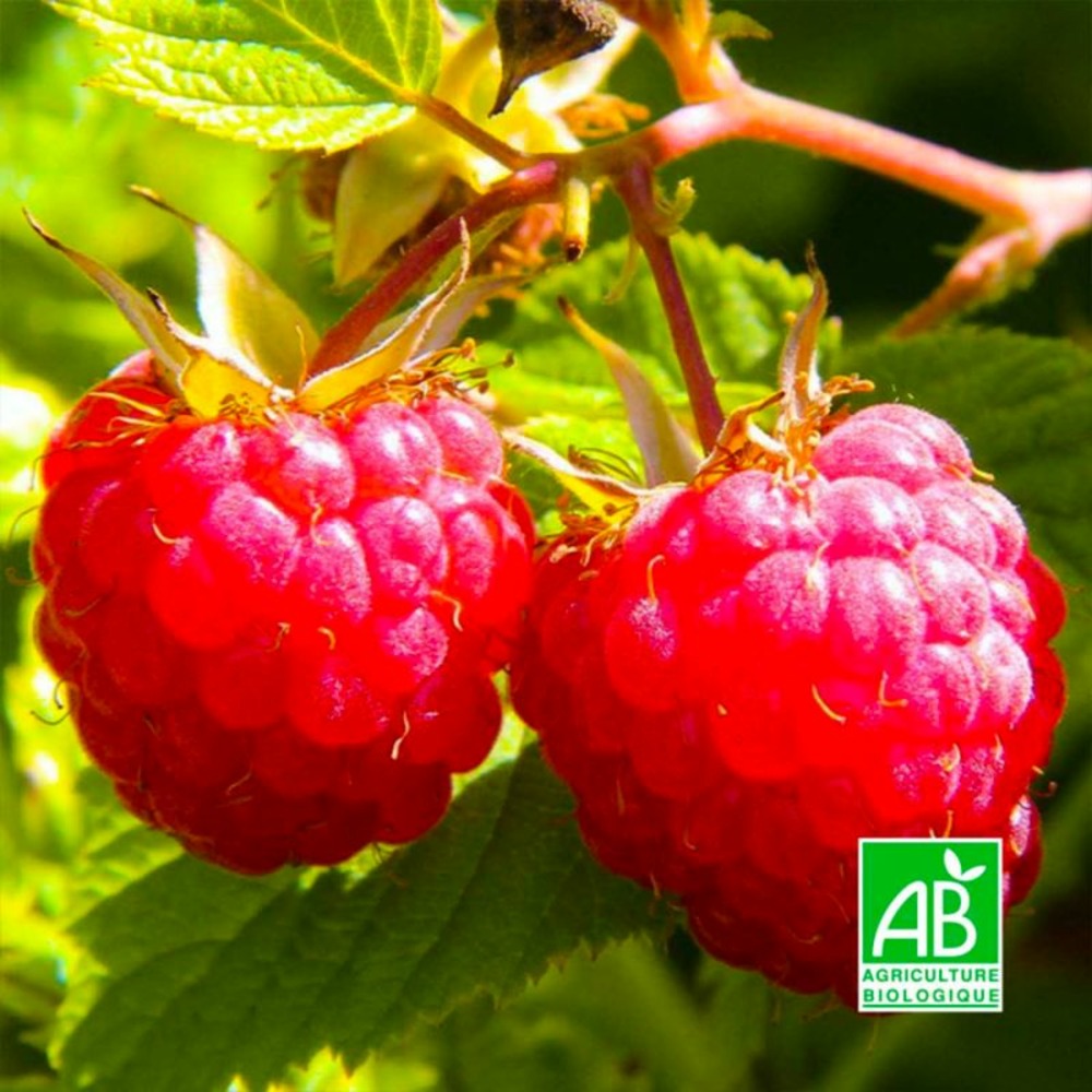 Framboisier 'willamette' bio (rubus idaeus 'willamette')