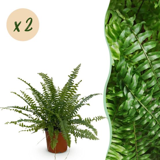 Nephrolepsis exaltata green lady - pet-friendly - pot de 12cm - hauteur 25-30cm - plantes d'intérieur