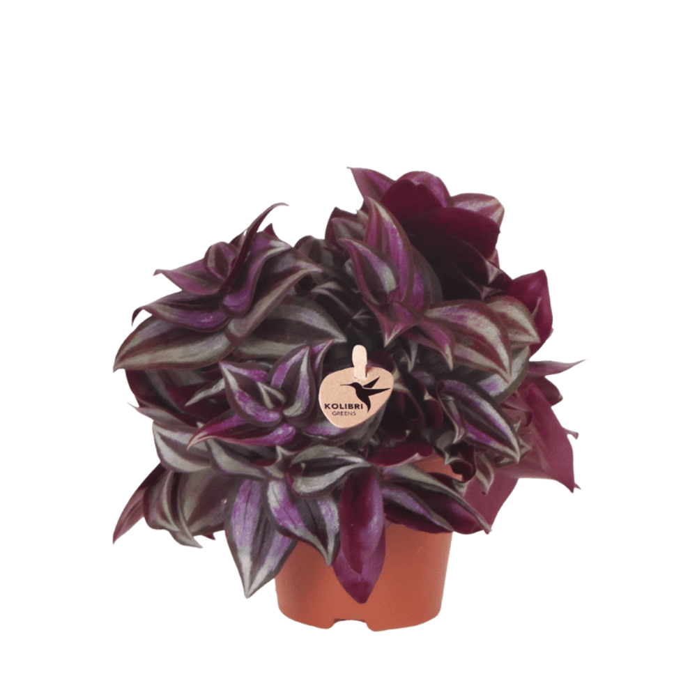 Tradescantia zebrina - ø9cm - ↕15cm - plantes d'intérieur