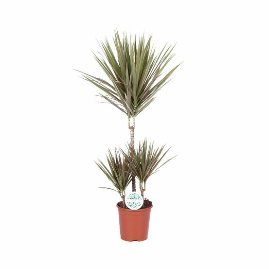 Dracaena bicolor - h95 cm - ø21 cm