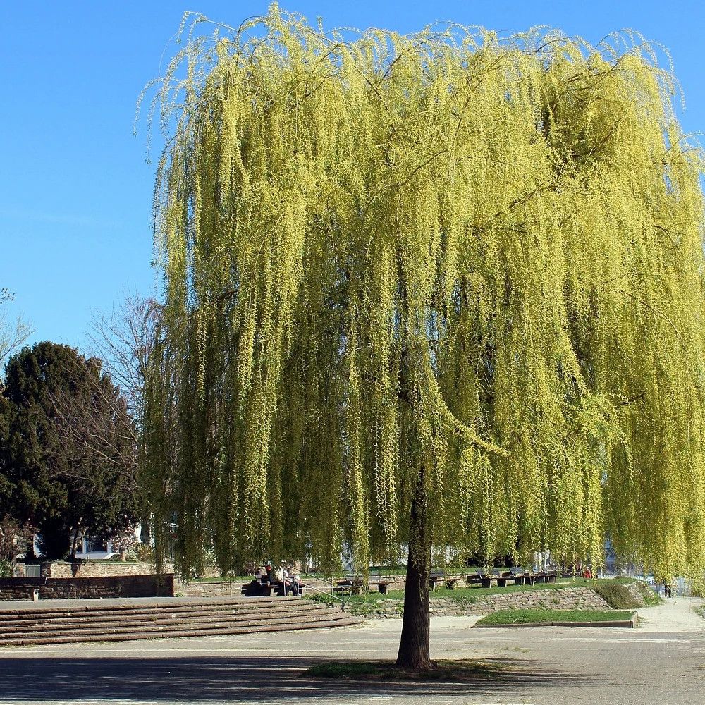 Saule blanc pleureur, salix pot de 30l - tige 10/12