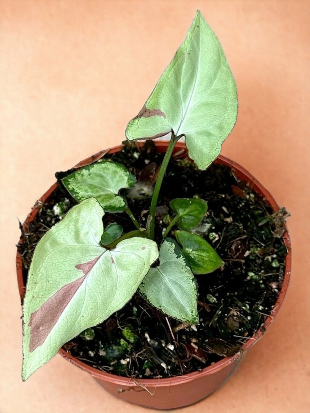 Plante d'intérieur - syngonium strawberry milk 15cm