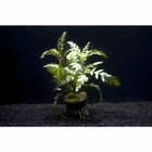 Plante aquatique : Hygrophila Pinnatifida en pot