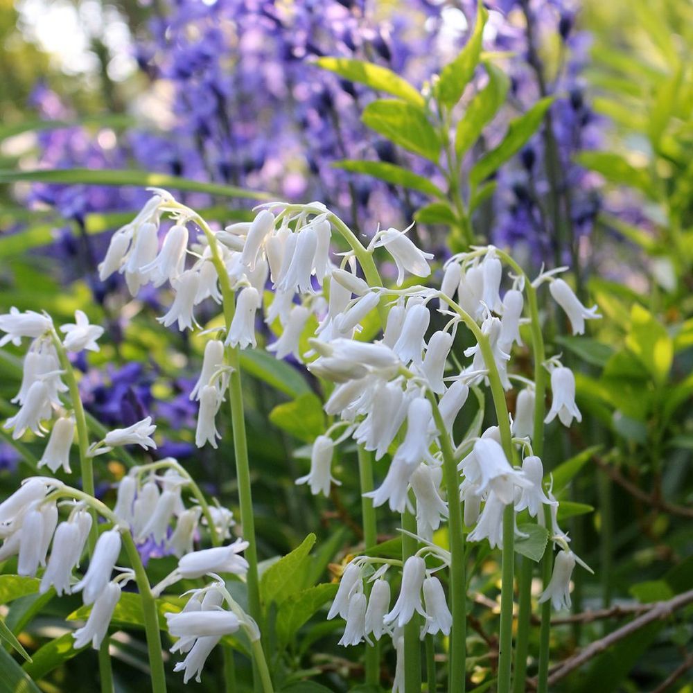 Jacinthe d'espagne 'alba' bulbe calibre 8+ (par 20)