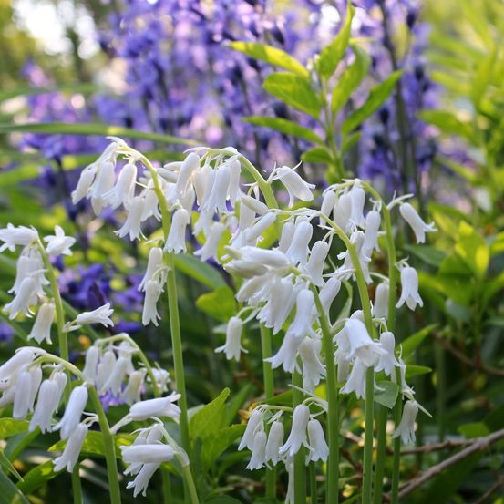 Jacinthe d'espagne 'alba' bulbe calibre 8+ (par 20)