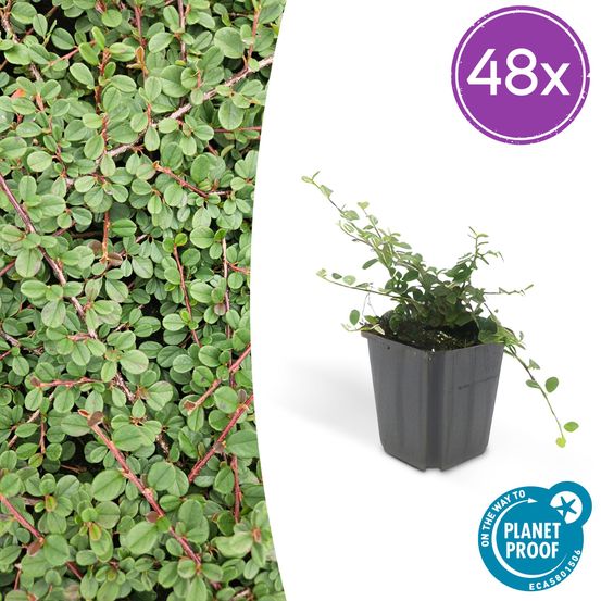 Lot de 48 - cotoneaster pr. 'queen of carpets' - h10-25 cm