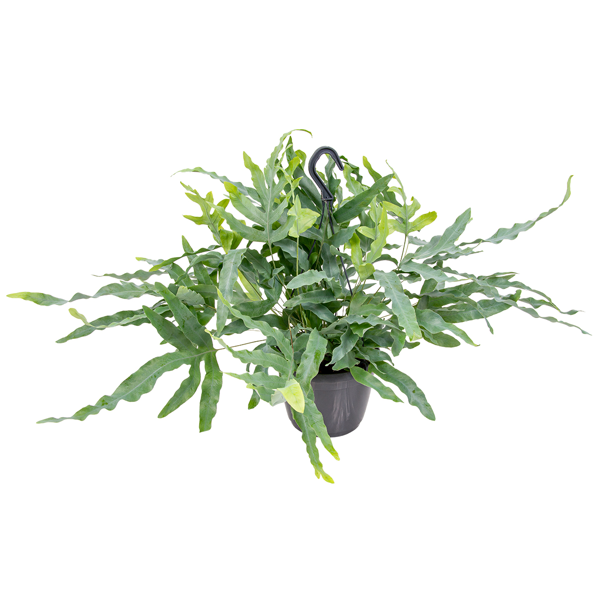 Fougère en pot accrochée à l'unité - phlebodium 'blue star' - plante d'intérieur ⌀18 cm - ↕40-45 cm