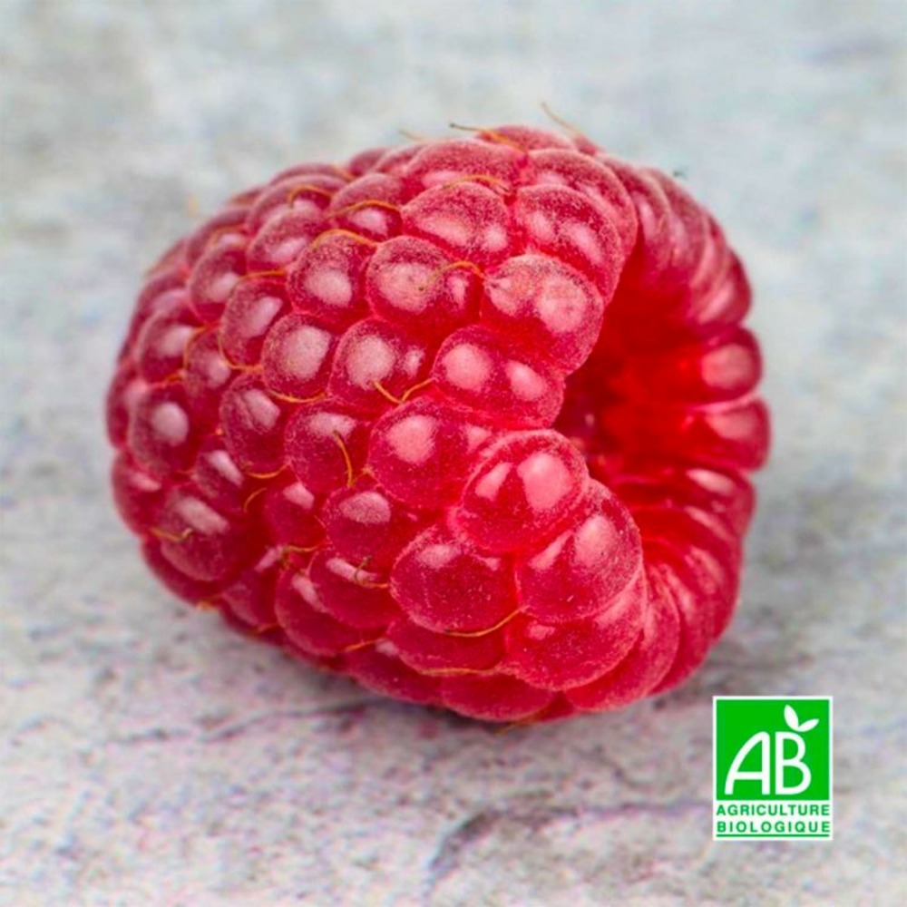 Framboisier 'tulameen' bio (rubus idaeus 'tulameen')