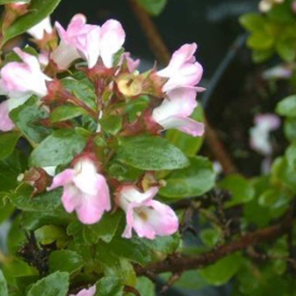 2 x escallonia 'apple blossom' - escallonia 'apple blossom' - 40-50 cm pot