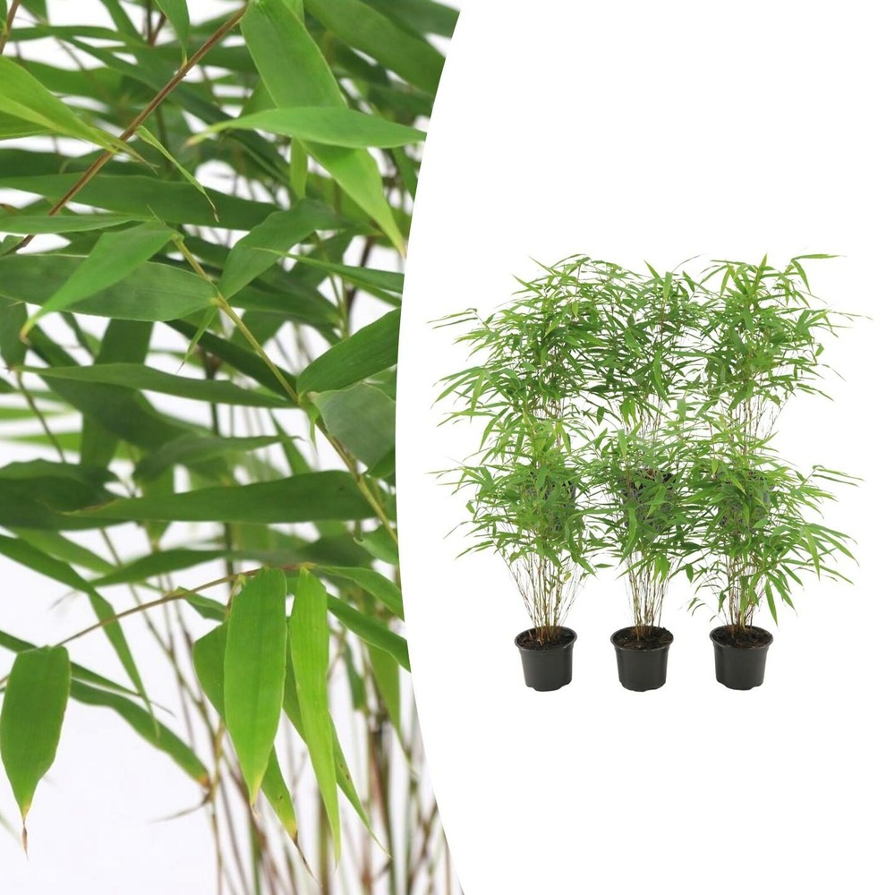Lot de 6 - fargesia rufa - bambou - h25 cm