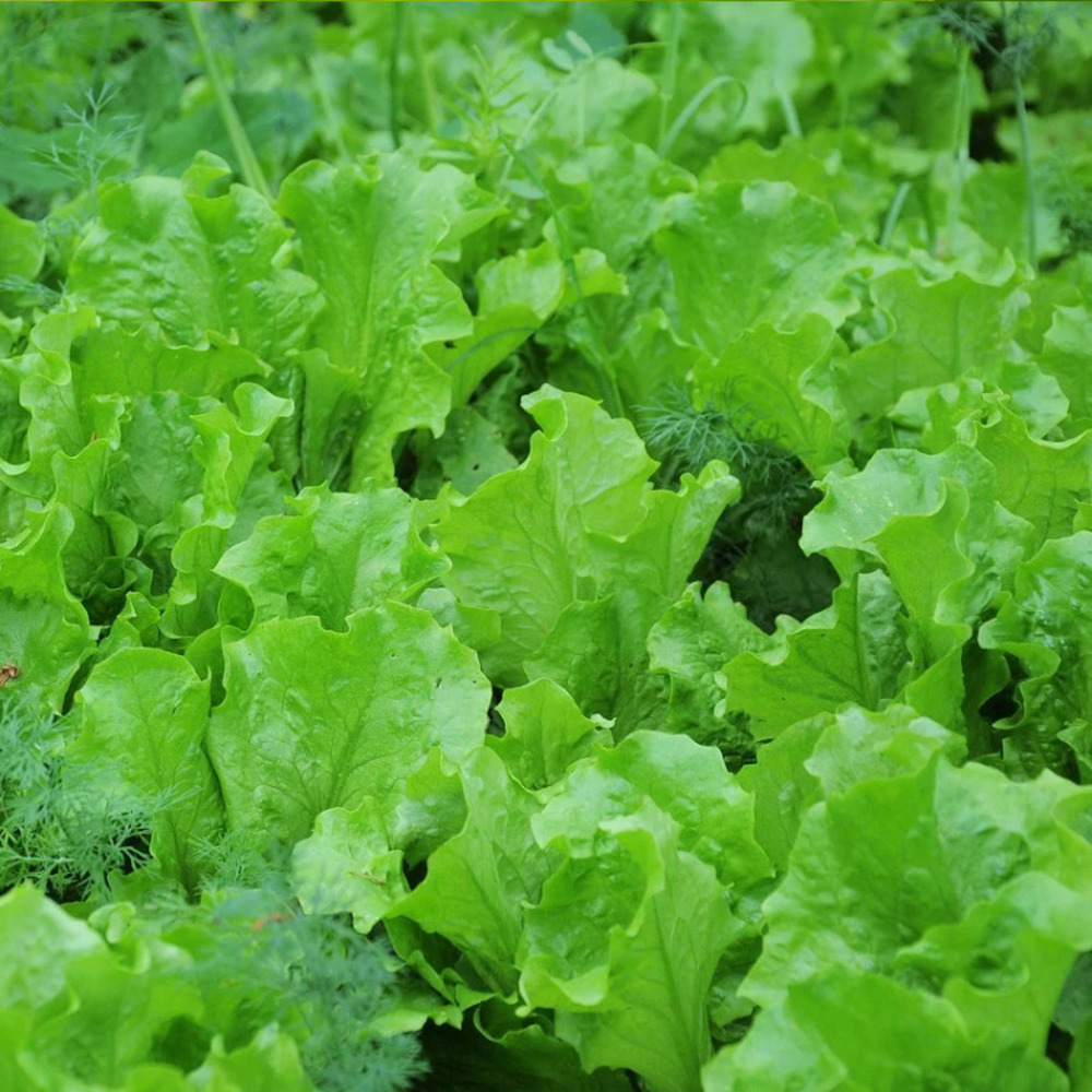 Graines de laitue à couper querido - vilmorin sachet