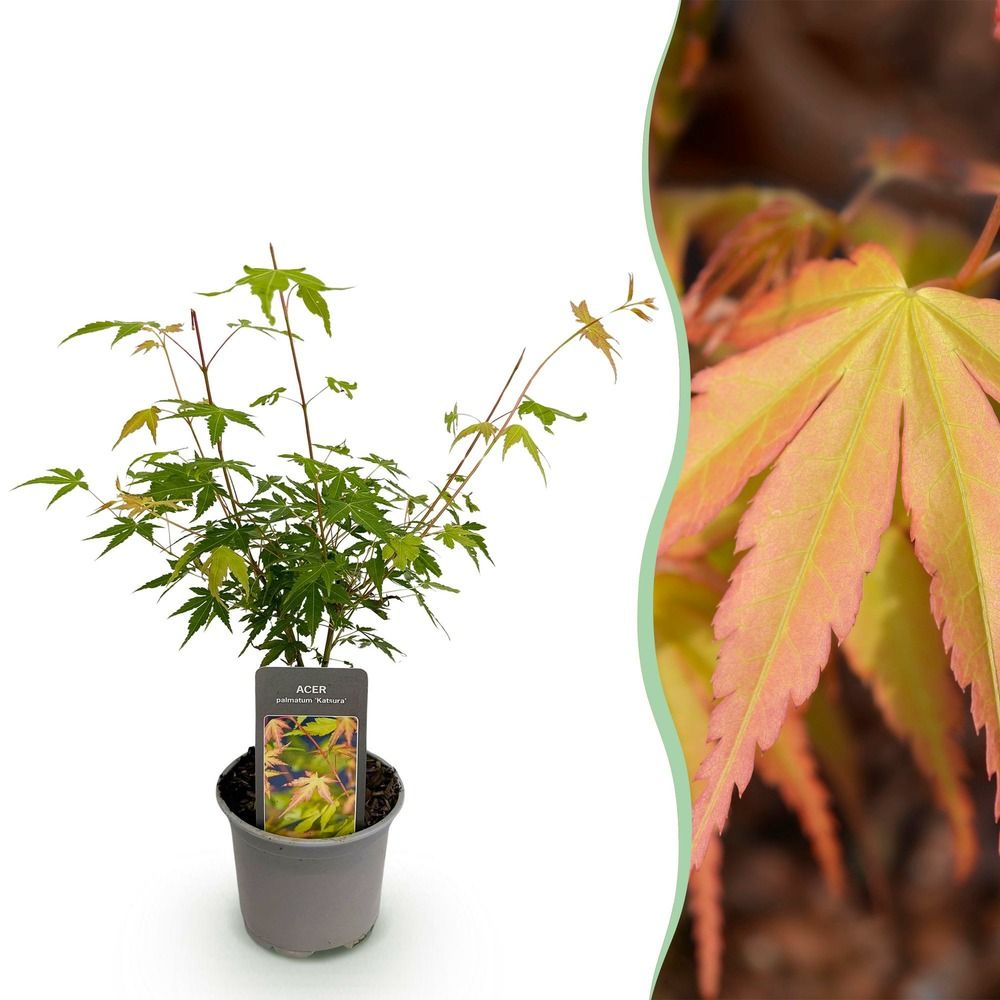 Érable du japon 'katsura' - pot 12 cm - hauteur 35 cm