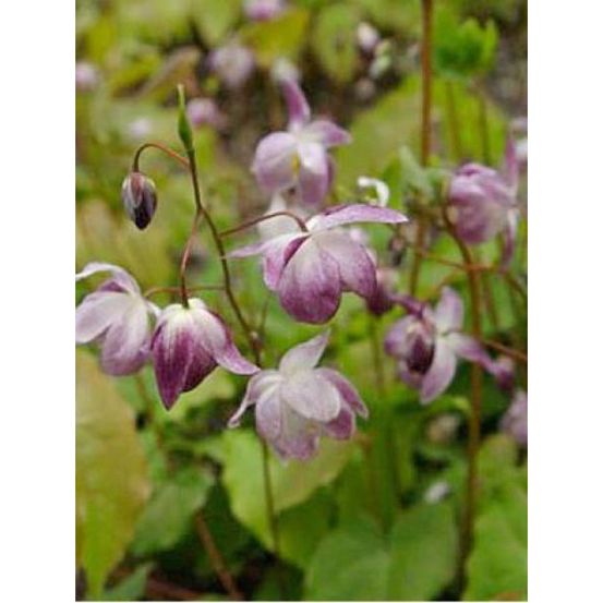 Fleur des elfes 'merlin' godet de 8/9 cm
