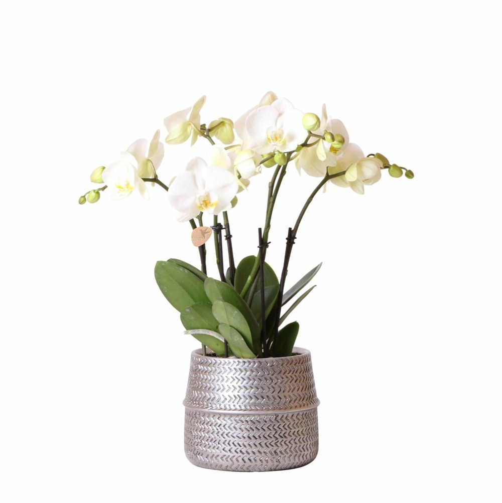 Orchidée amabilis blanche et son pot argenté d12 - hauteur 35cm