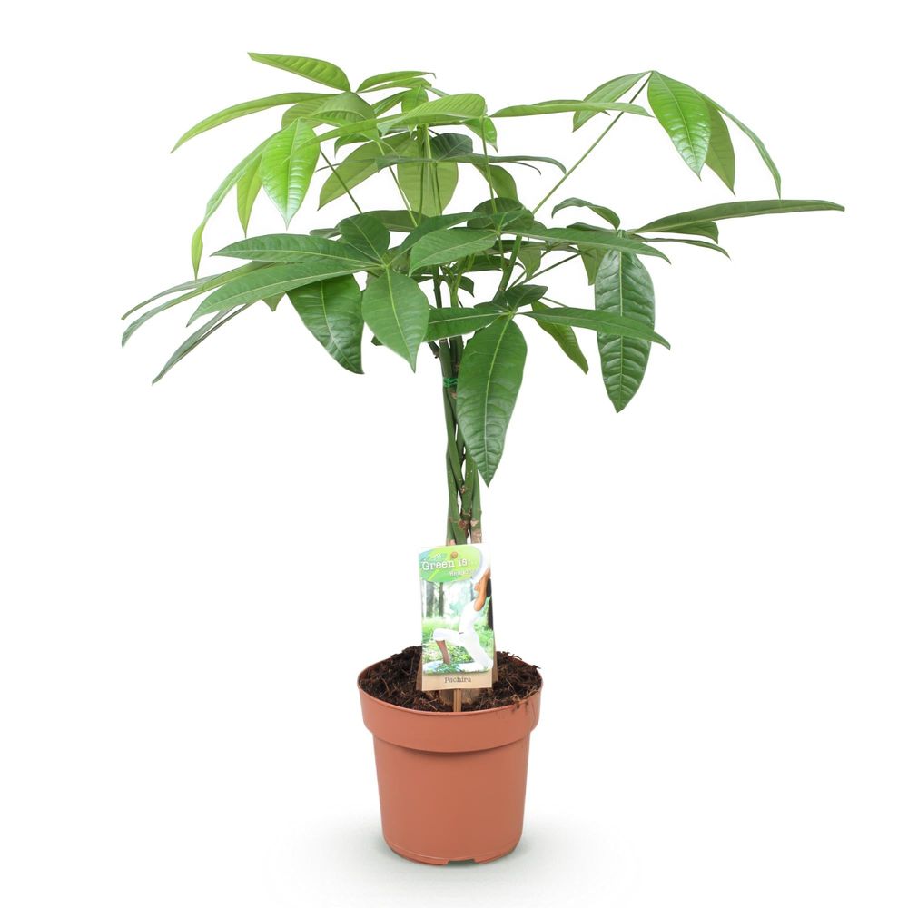 Pachira aquatica - arbre à argent - pot de 17cm - hauteur 60-70cm
