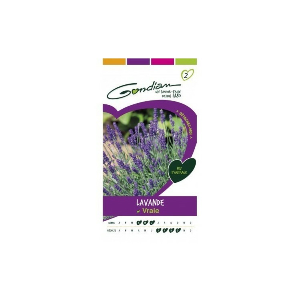 Lavande vraie