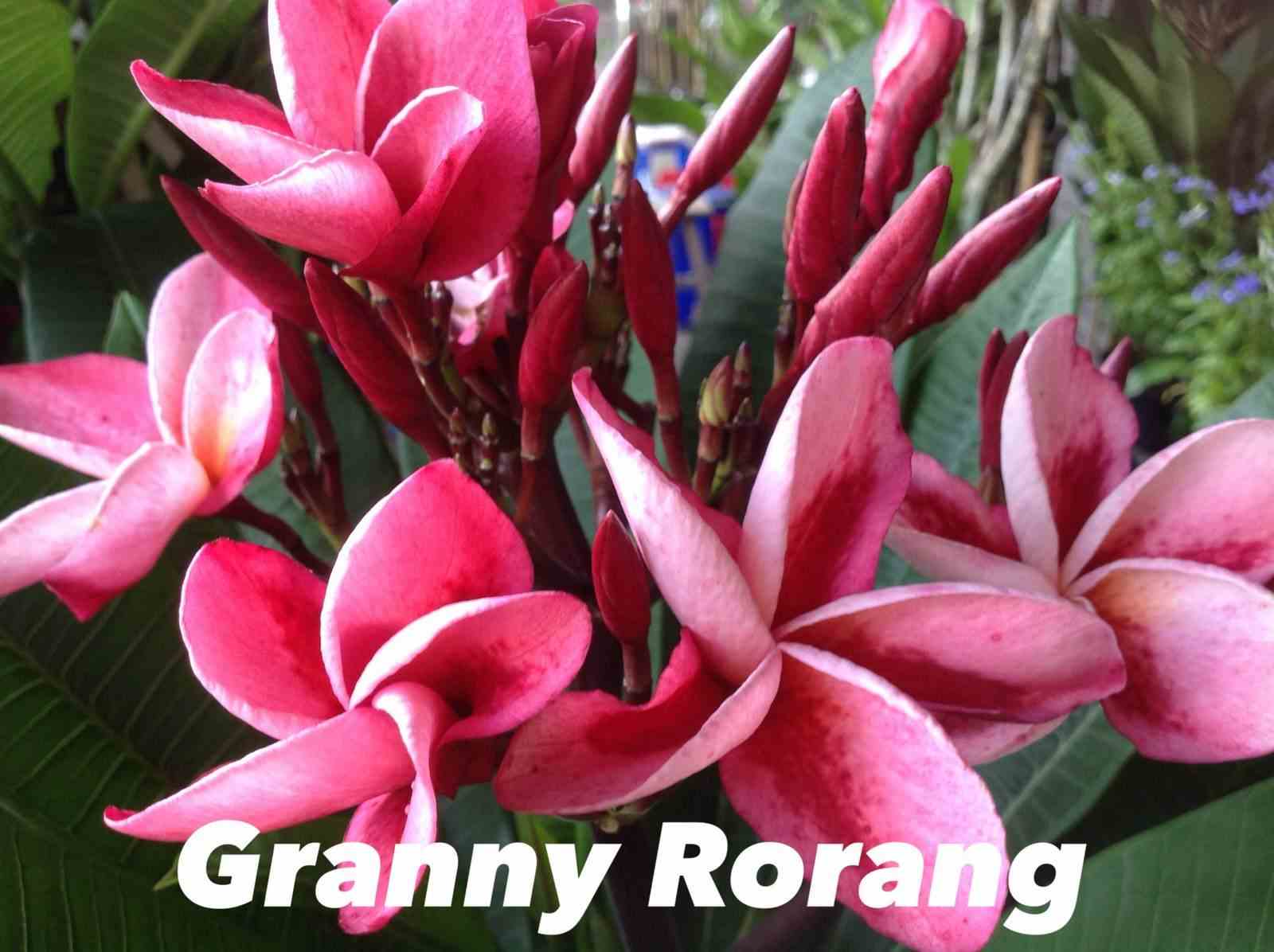 Plumeria rubra "granny rorang" (frangipanier)   rose - taille pot de 2 litres ? 20/30 cm