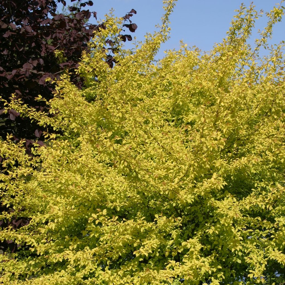 Cerisier à fleurs, prunier myrobolan 'zloty oblok' pot de 4l/5l