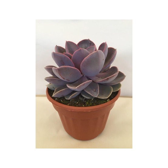 Echeveria 'perle von nürnberg' pot de 12 cm / 13 cm
