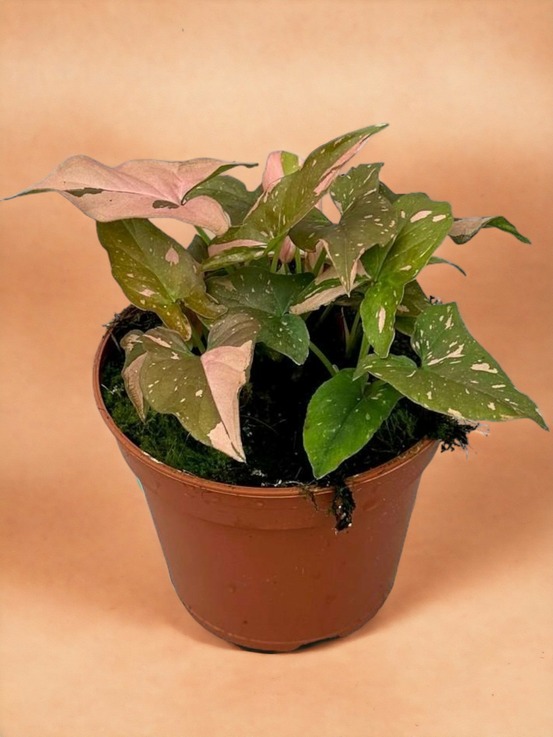 Syngonium red spot