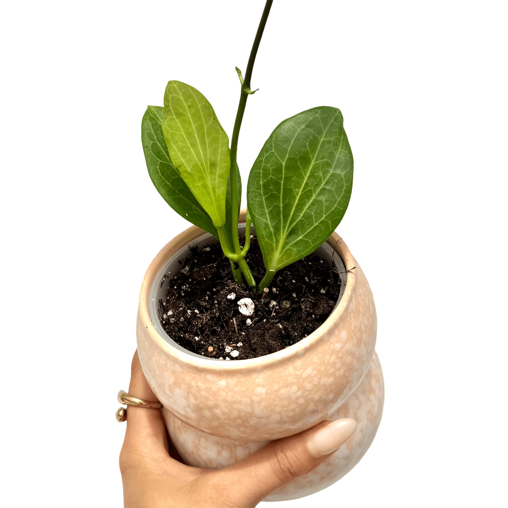 Hoya hellwigiana - pot de 9cm