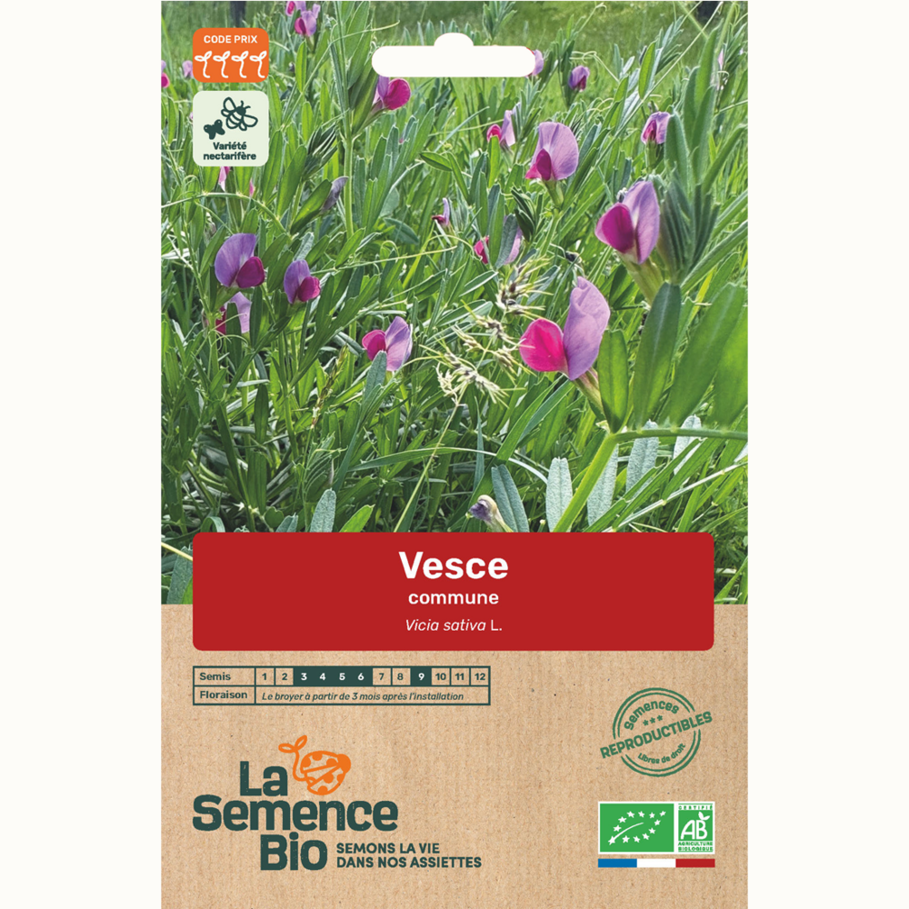 Vesce commune - graines bio