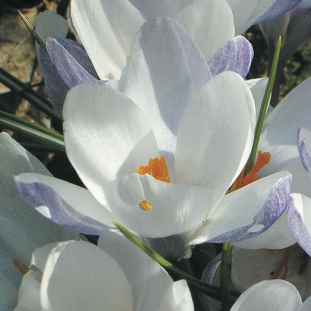 Crocus chrysanthus 'blue pearl' bulbe calibre 6+ (par 30)