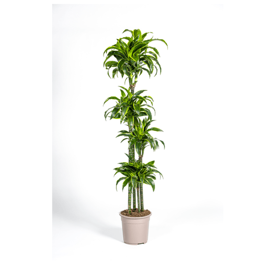 Dracaena deremensis dorado ø27cm - ↕170 - 190cm - plantes d'intérieur
