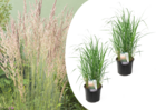 Calamagrostis karl foerster - x2 - herbe ornemental - ⌀23 cm - hauteur 40-60 cm