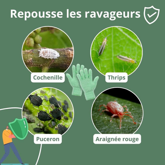 Savon noir concentré pour plantes - solution phytosanitaire écologique - 250ml