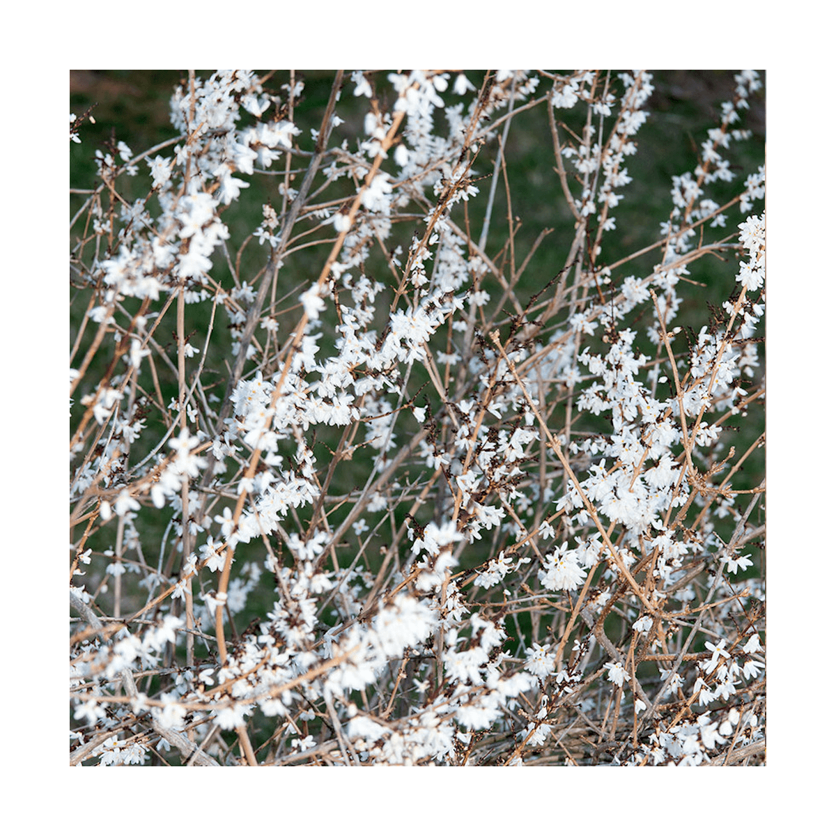 Forsythia blanc de corée/abeliophyllum distichum[-]pot de 4l - 40/60 cm