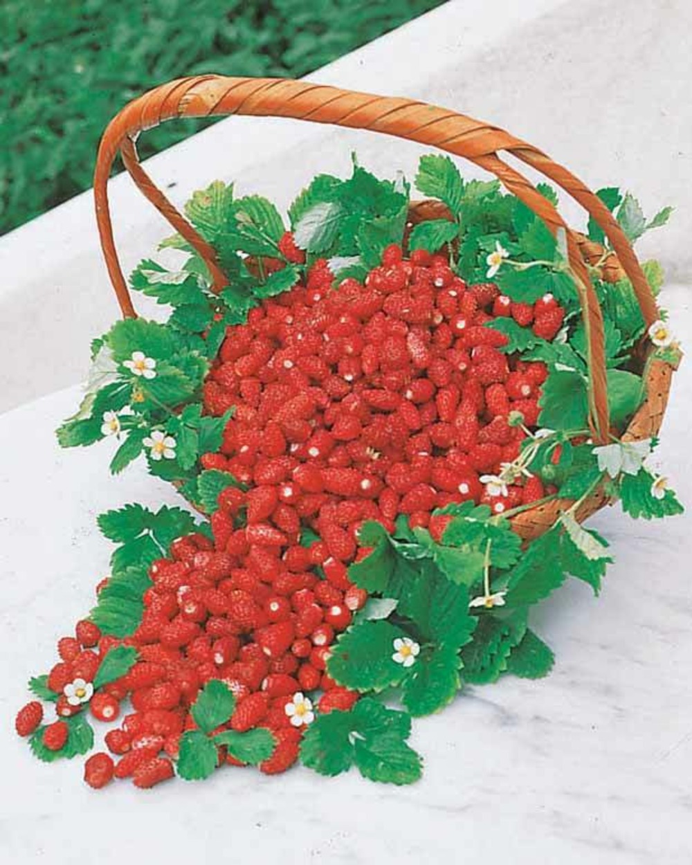 10 fraisiers remontants reine des vallées, le paquet de 10 racines nues