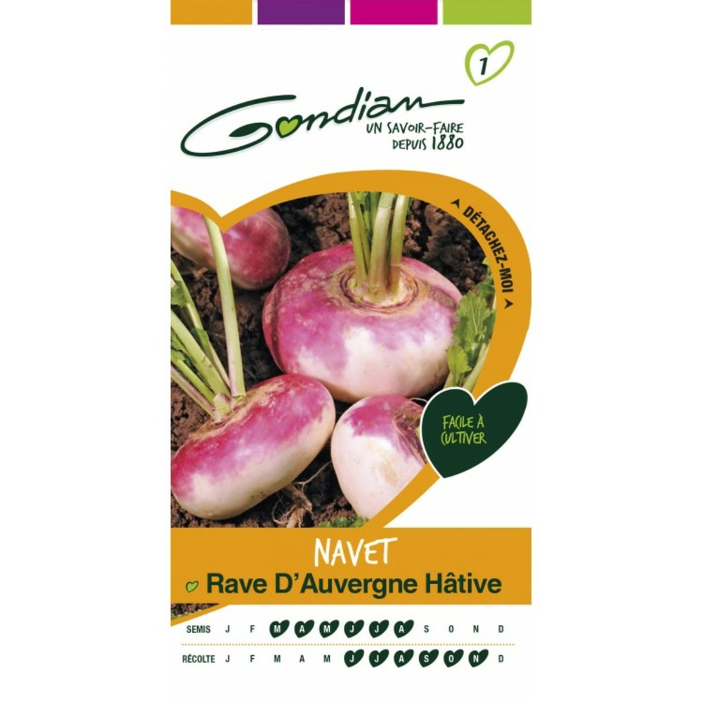 Navet rave d'auvergne hative
