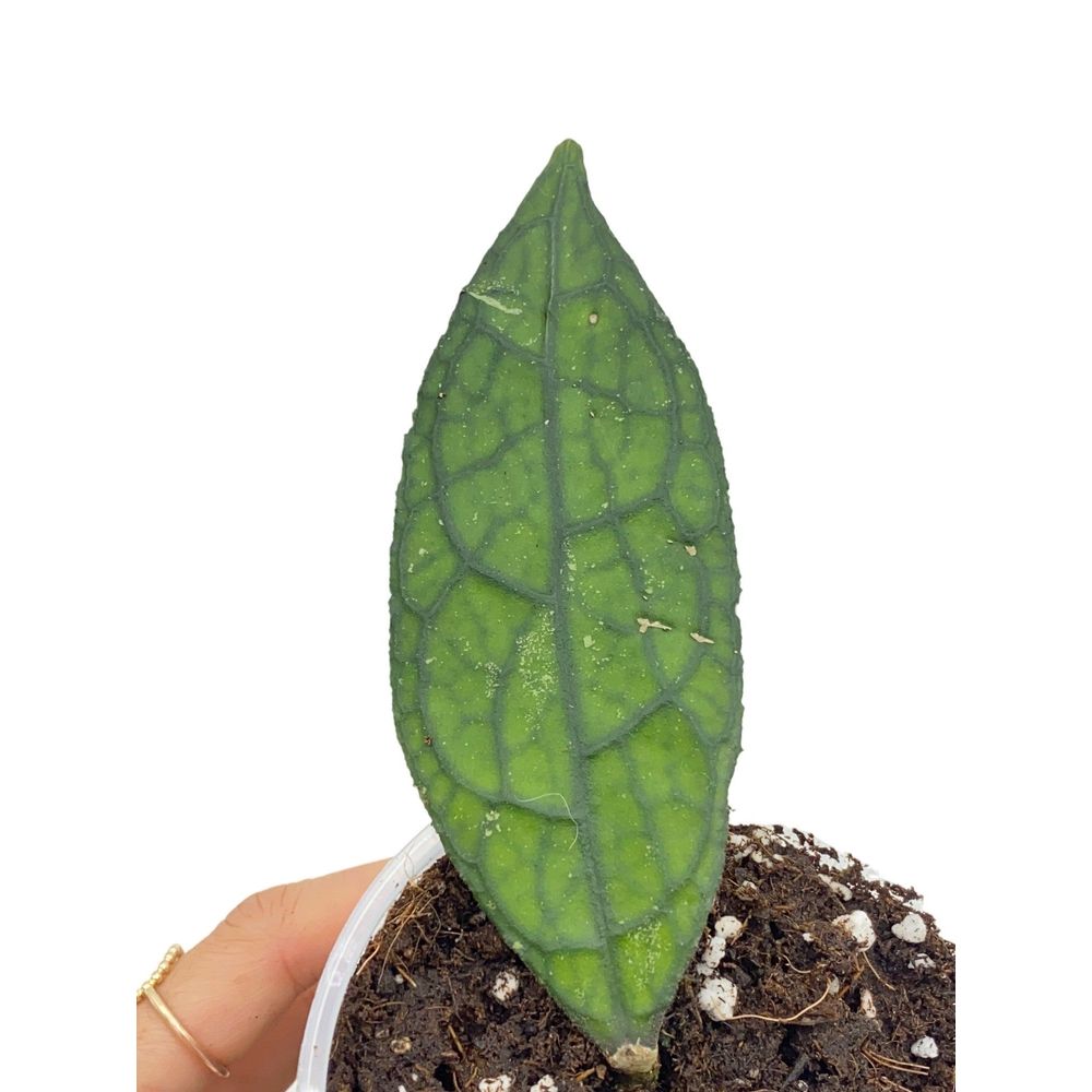 Hoya clemensiorum - pot de 9cm - plantes d'intérieur