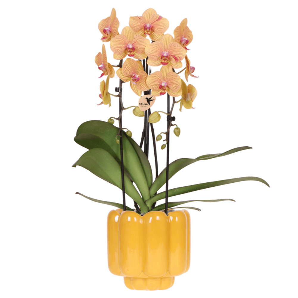 Orchidée phalaenopsis 'sunny bunny' jaune et rose (phalaenopsis) - pot de 12cm - plantes d'intérieur