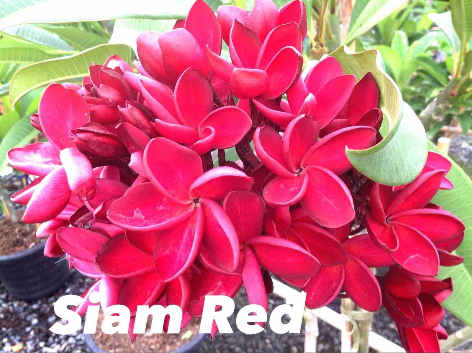 Plumeria rubra "siam red" (frangipanier)   rouge - taille pot de 2 litres ? 20/30 cm