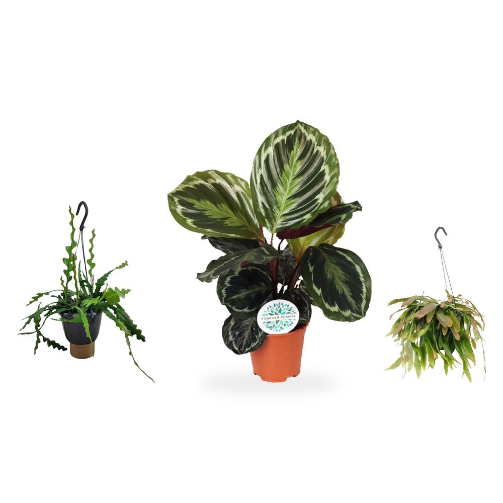 Trio zigzag — epiphyllum anguliger, rhipsalis red coral & calathea medallion