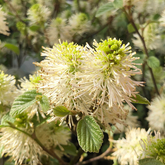 Forthergilla gardenii pot de 3l/4l