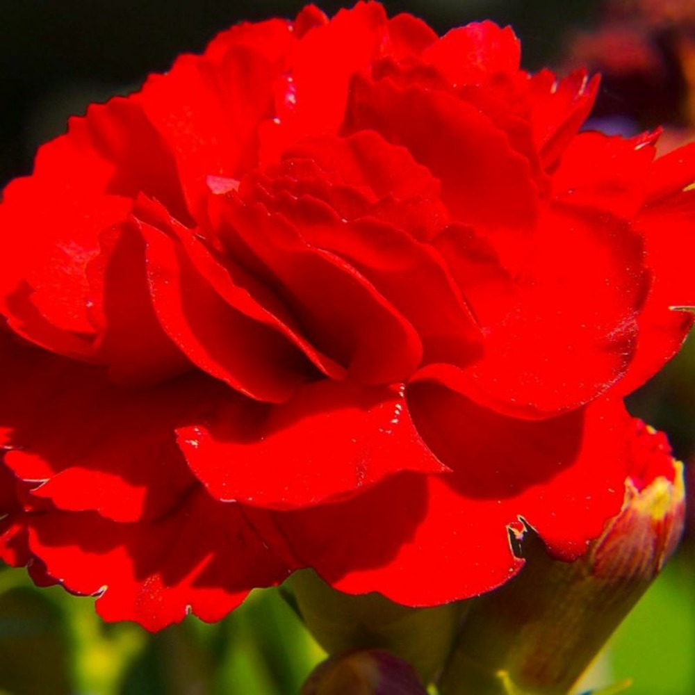 2 Oeillets 'Desmond' (Dianthus 'Desmond') …