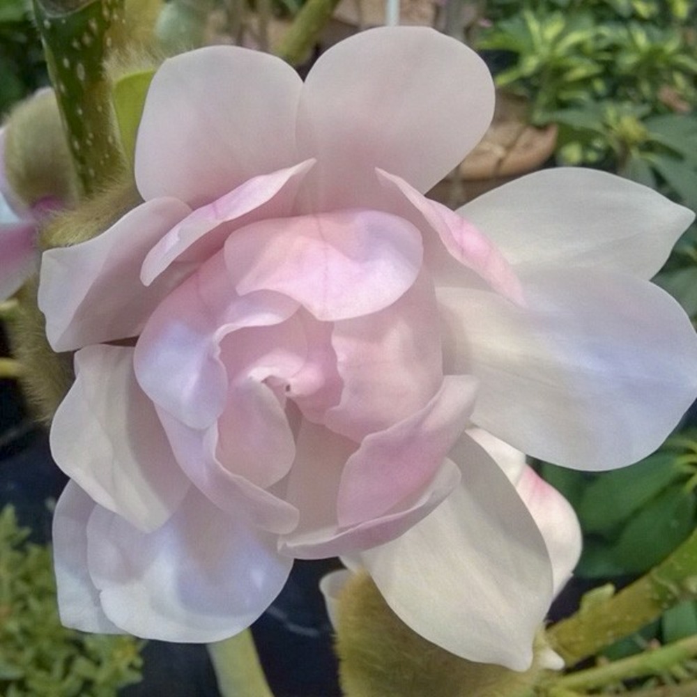 Magnolia 'pink beauty' pot de 6l/7l