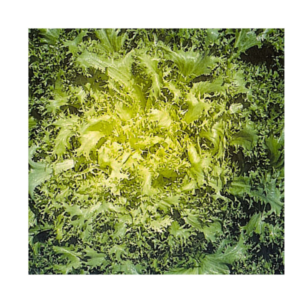 Chicorée frisée d'eté à coeur jaune' le sachet de 1800 graines environ (3g)