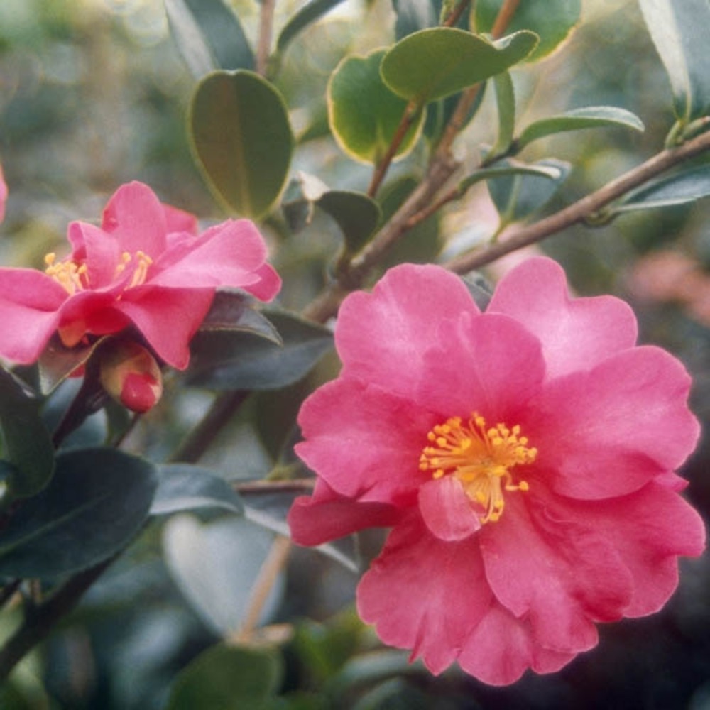 Camélia d'automne 'kanjiro' pot de 3l/4l